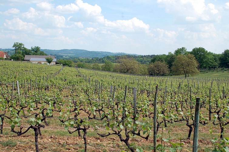 Autour du vignoble
