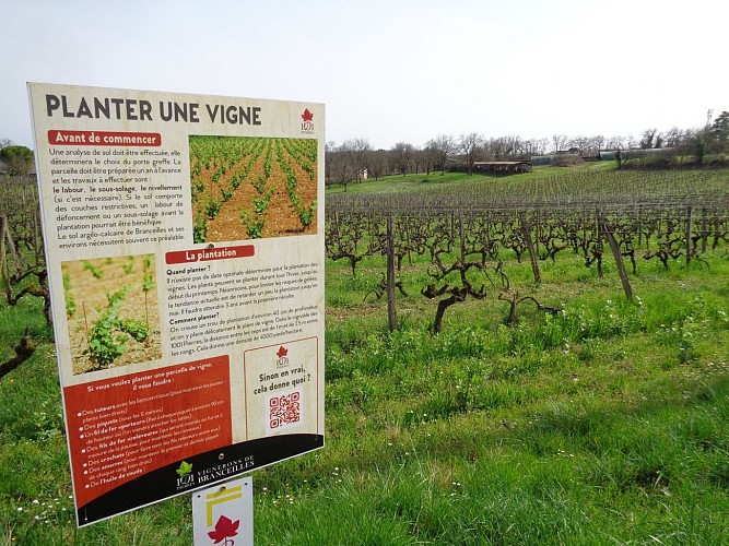 Autour du vignoble