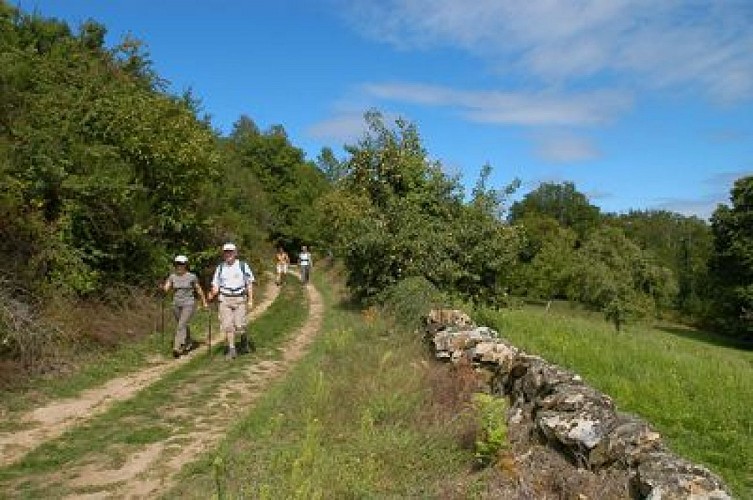 Balade en forêt des loges