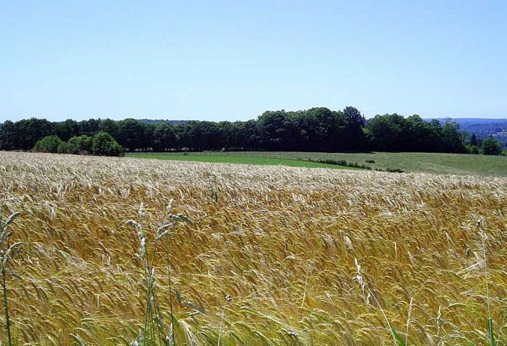 Chemin de Caux - La Mazière