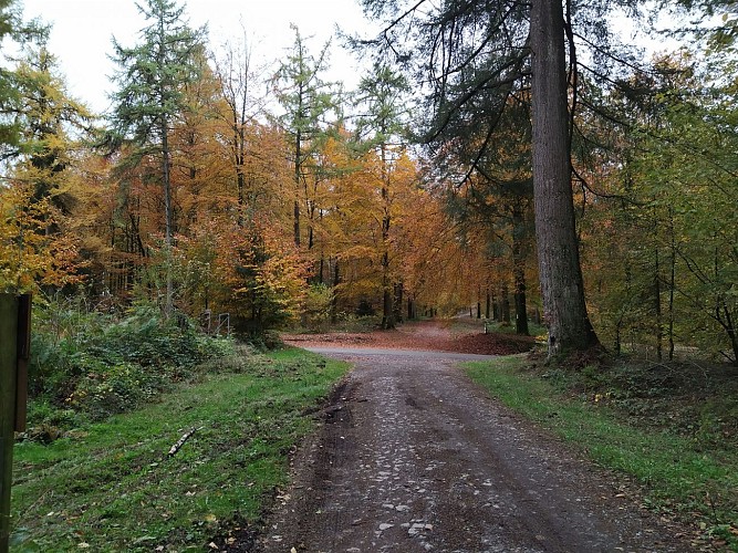 Houdremont-2020-automne-Prom le Ban ND-(AG) (2)