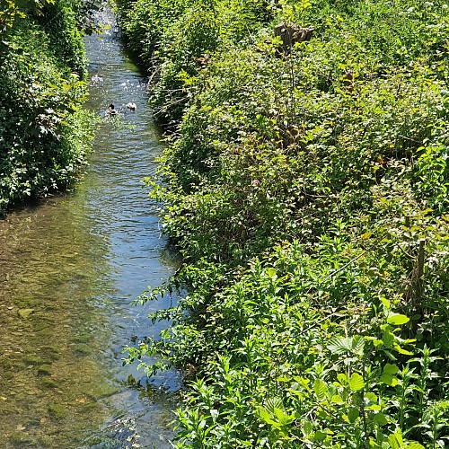 FLO Circuit mémoriel Rivière canard