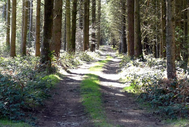 Chemin de la factrice