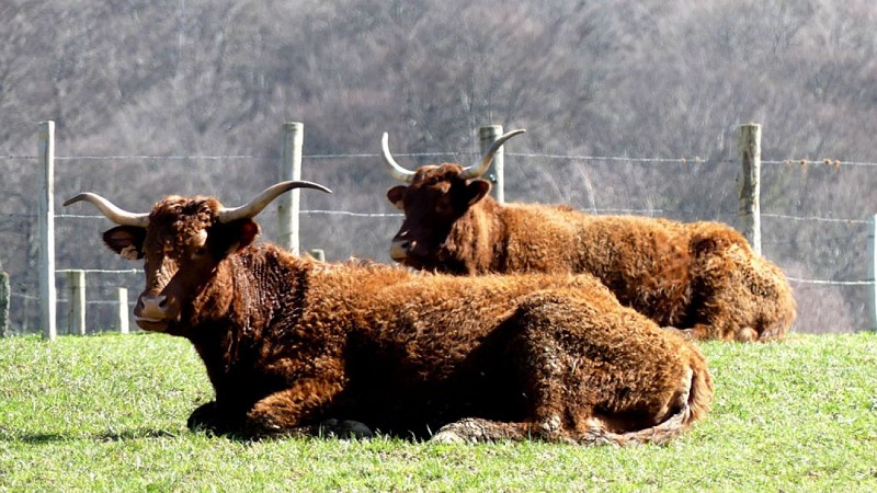 Chemin de la factrice