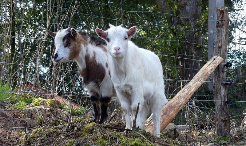 Chemin de la factrice