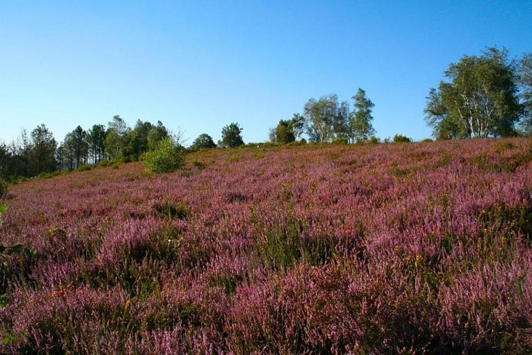 Circuit de la lande de Frochet