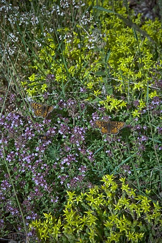 Circuit de la Serpentine