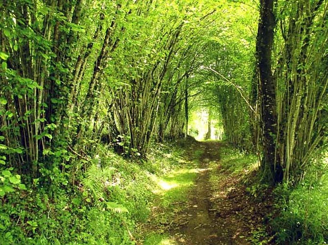 Circuit des mines d'or de la forêt de Champ Vert
