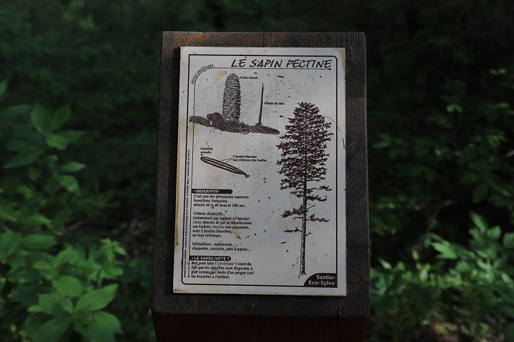 The Valloire ecosylve trail