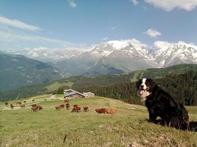 Alpage la Grand Montaz