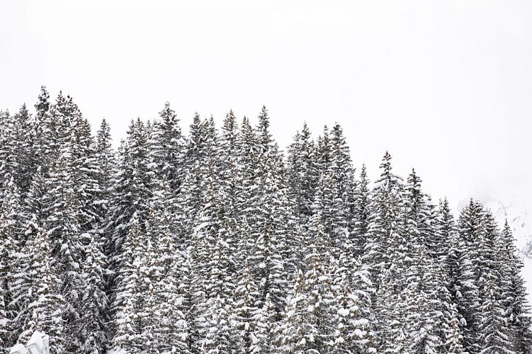B - Boucle du Jardin Alpin (hiver)_Courchevel