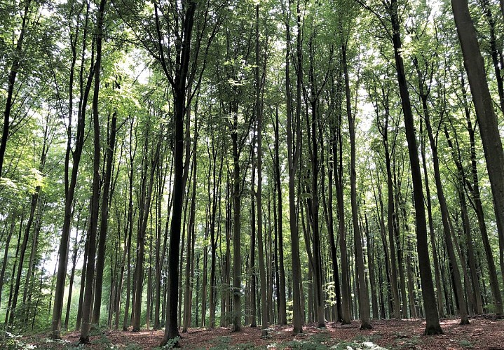 Bois d'Heverlée et ses arbres sculptés - Val et Oli