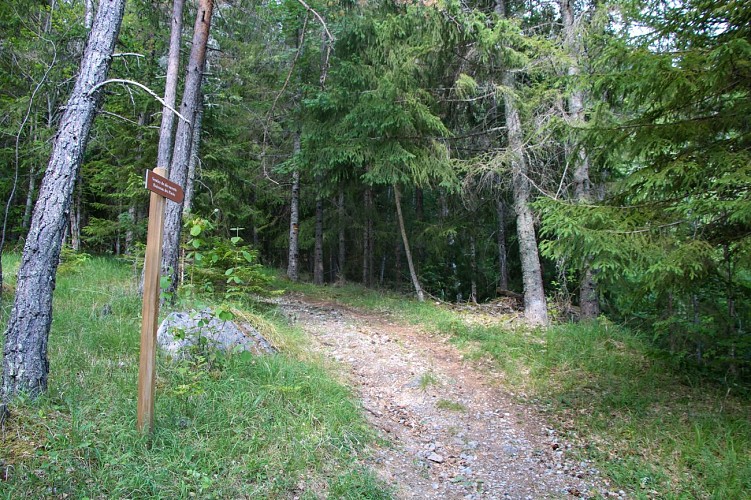 Le chemin en direction du ruisseau