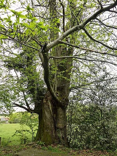 Circuit Les Ramiers - les Millefeuilles