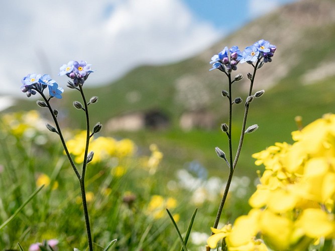 fleurs de montagne