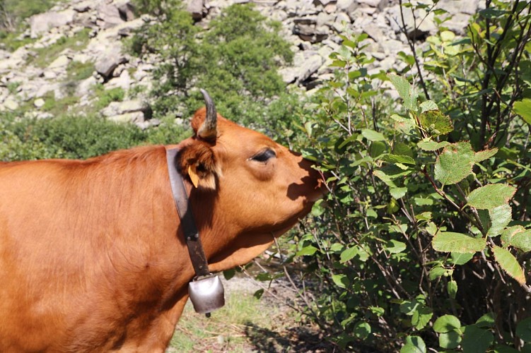 vache sur le chemin du lac vert