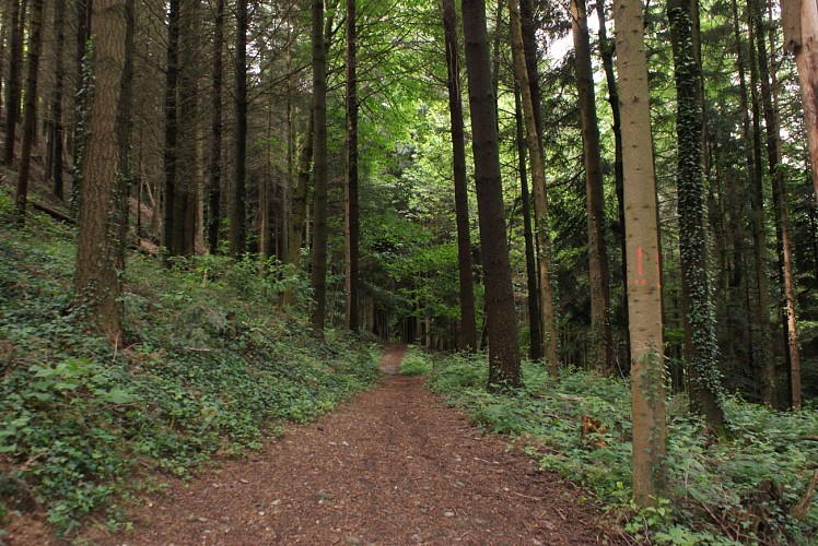 Het moeras van Pré Lombard