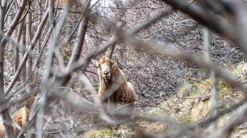 Bouquetin vers le Thyl