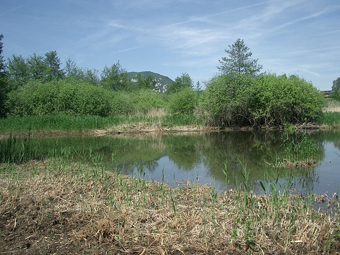 Marais de Poisy