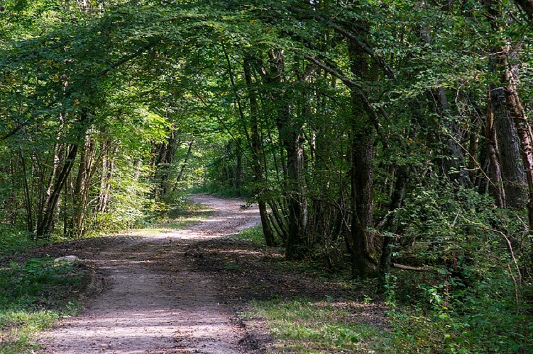 Sentier du marais de Chilly