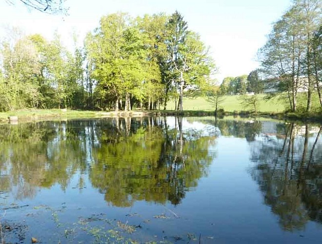 Forêt des Vaseix sentier la promenade de Chamberet