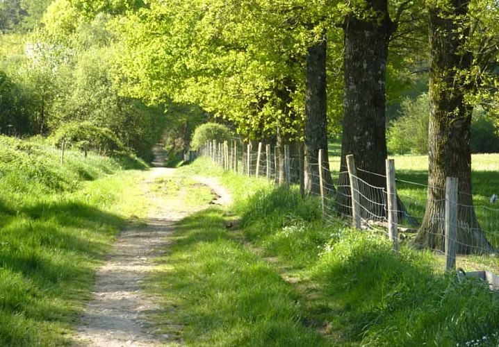 Forêt des Vaseix sentier la promenade de Chamberet