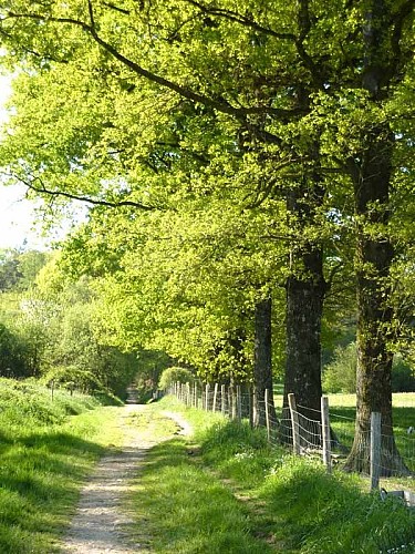 Forêt des Vaseix Sentier La promenade de l'étang