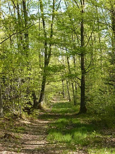 Forêt des Vaseix sentier le tour du grand bois