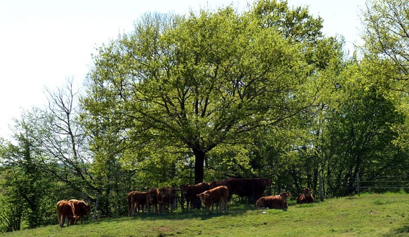 Le pays vert Chanteixois du Puy Maurians aux Zignalets