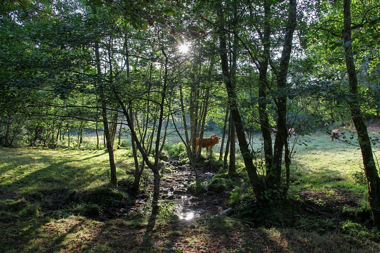 St_yrieix_nature-2016 (13)