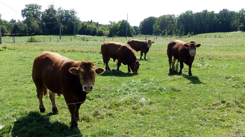 Le rocher des folles