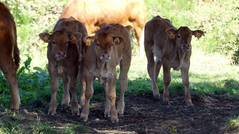 Le rocher des folles