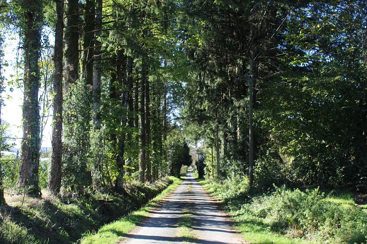 Présentation - le Tilleul de Sully - Montgibaud ©JLautrete - Office de Tourisme Terres de Corrèze