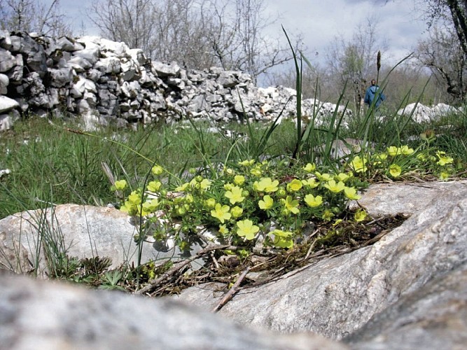 Pelouse sèche fleurie dans la Brauhnie