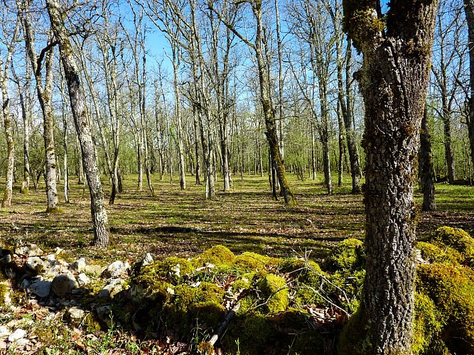 Chemin passant par le pech del Piatzé © Lot Tourisme - C. Sanchez