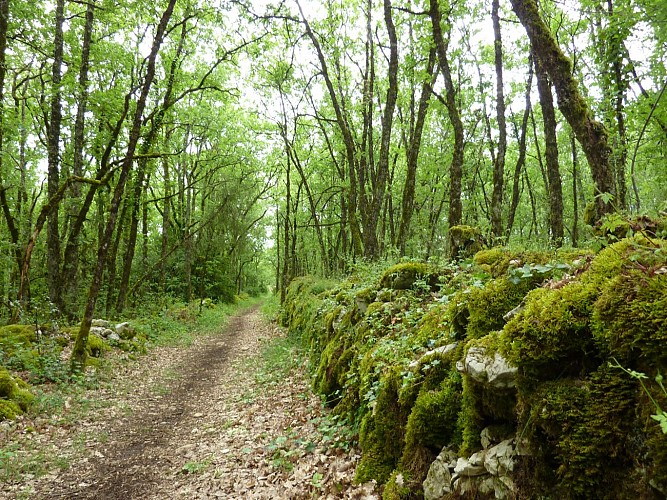 les Combettes  - Balade dans le sous bois_10 © Lot Tourisme - C. Sanchez