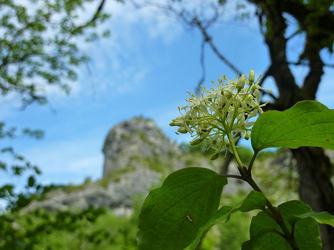 Marty - Fleur _05 © Lot Tourisme - C. Sanchez