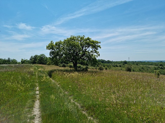 240605_Chêne du Pendu