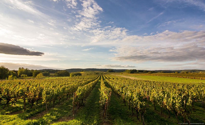 Mercuès -  Vignoble de Cahors