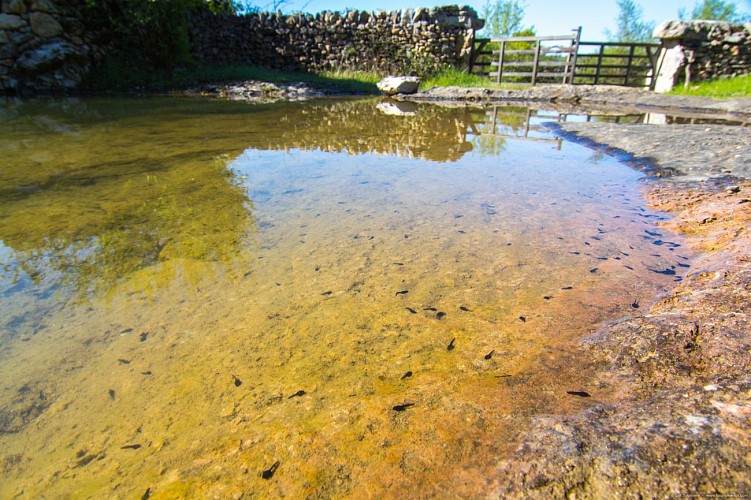 Caniac du Causse - Lac de Saint-Namphaise 