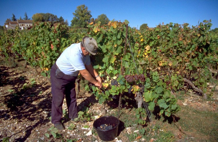 Travail à la Vigne