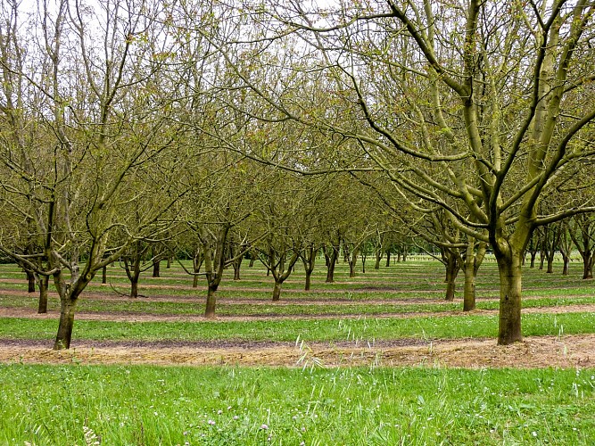 01La Pistoule - Noyeraie © Lot Tourisme - C. Sanchez