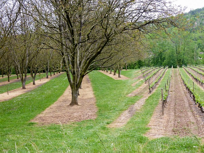 02la Pistoule - Entre Noyeraies & Vignes© Lot Tourisme - C. Sanchez