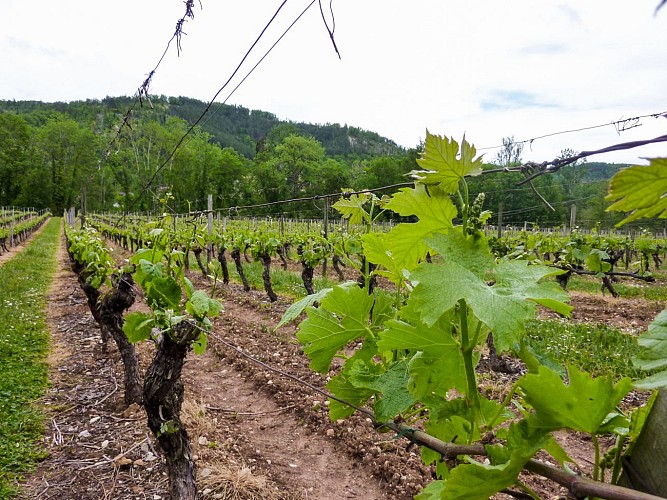 03le Chai - Vignes © Lot Tourisme - C. Sanchez