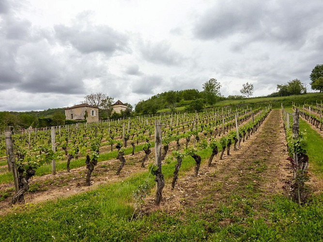 04le Chai - Vignes© Lot Tourisme - C. Sanchez