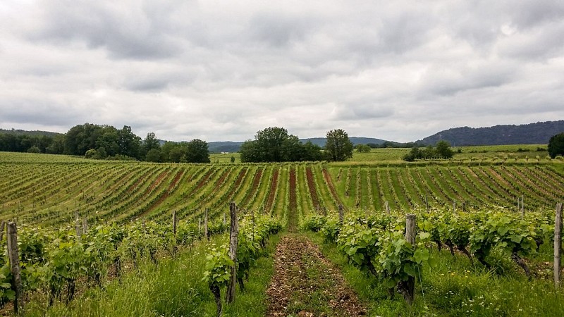Combel de Langle - vignes_08 © Lot Tourisme - C. Sanchez