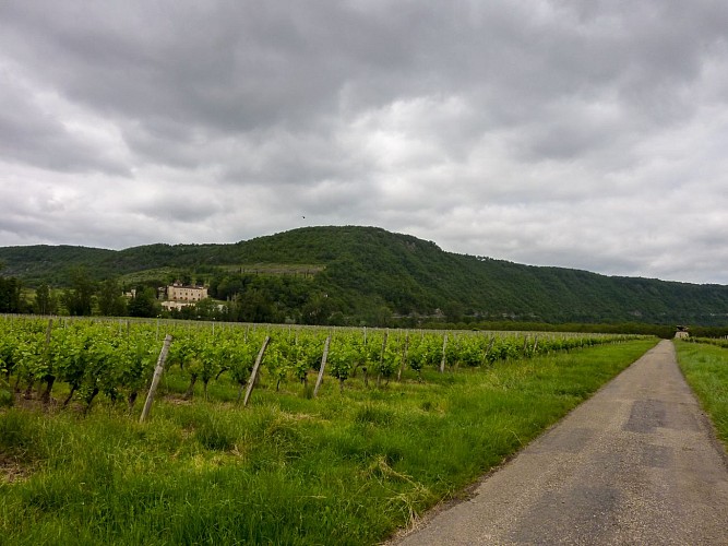 Dauliac - Entre vignes et chateaux_11 © Lot Tourisme - C. Sanchez