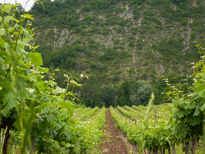 Magesses - Vignes au printemps_04 © Lot Tourisme - C. Sanchez