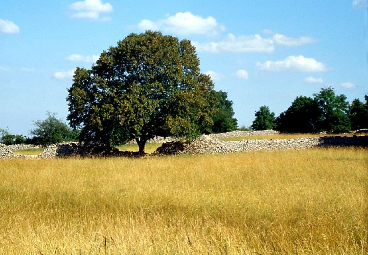 Chêne sur le Causse