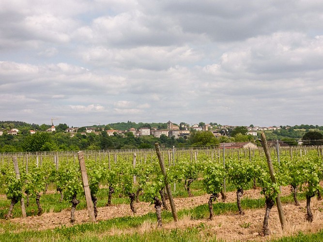 02Les rédoux - Vignes© Lot Tourisme - C. Sanchez